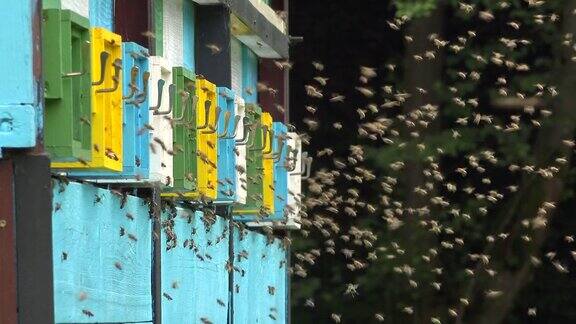 蜜蜂飞向敞开大门的彩色蜂箱