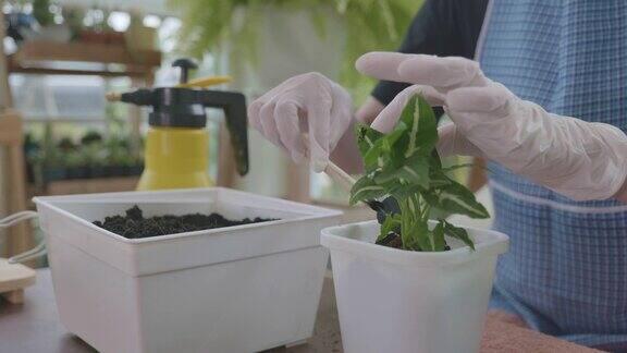 亚洲妇女的场景是松和铲土用手种植绿色植物的花盆在家里家居改善内和外