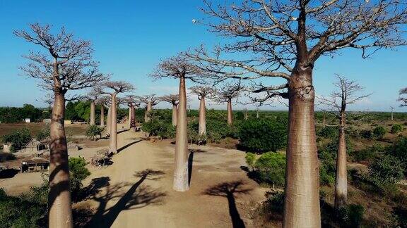 马达加斯加猴面包树大道