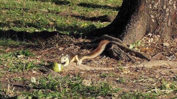 松鼠在陆地上吃水果