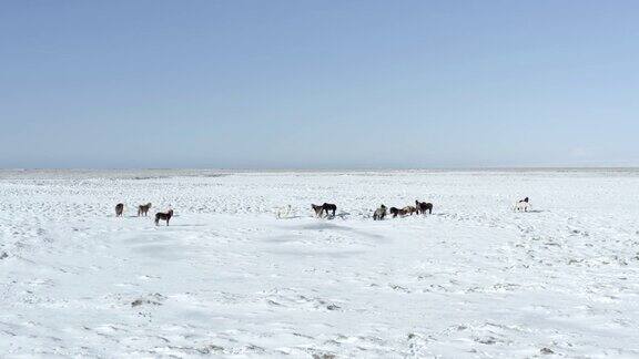 一群冰岛野马在大雪条件下的飞行