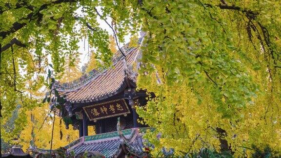 成都庆阳宫的银杏树变黄了