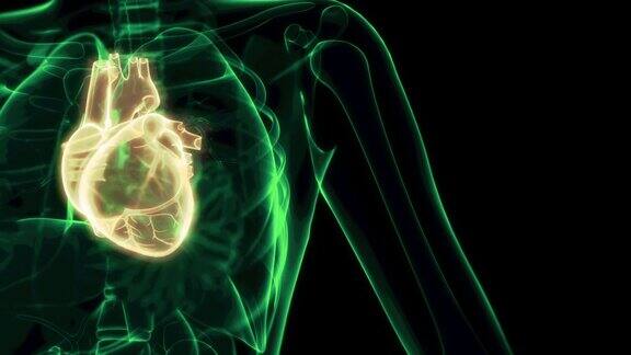 医疗保健3D动画人类心脏疼痛x光视图