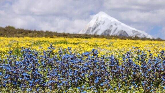 川西雪山花海