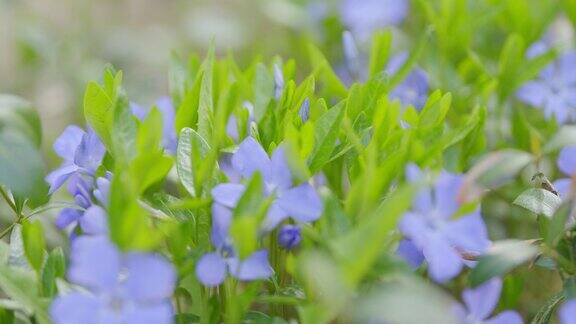 蓝色的小长春花在户外随风摇曳长春花herbacea自然浅景深