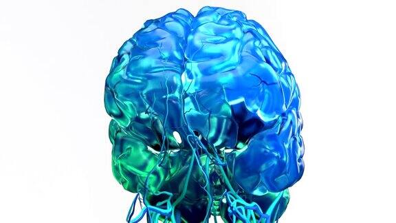 人脑解剖模型医学插图