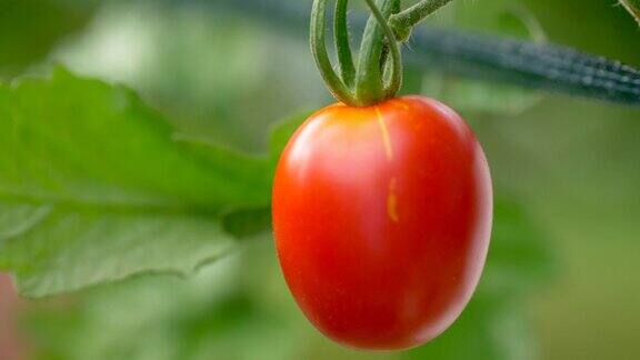 成熟的红色的西红柿