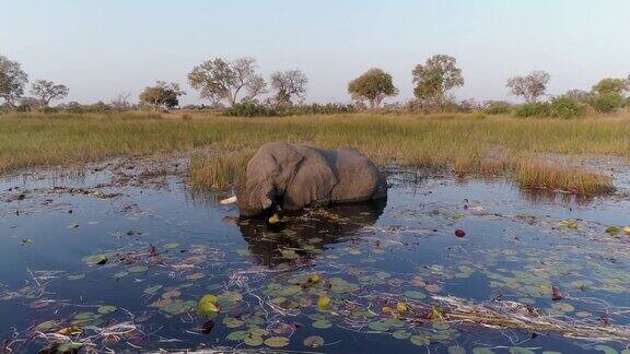 在奥卡万戈三角洲的一条河里一只大象在吃睡莲