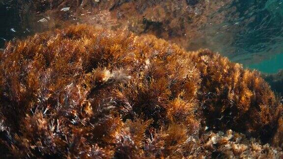 在透明的海洋中岩石上有红色海藻的水下景观