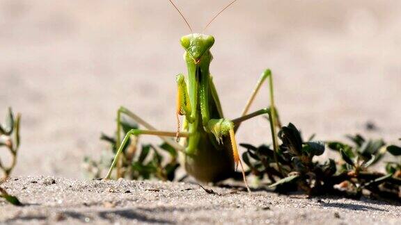 昆虫绿螳螂坐在沙地上清洁它的爪子
