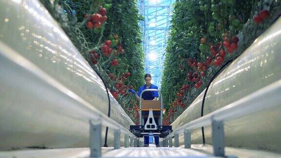 工人在温室里采摘成熟的番茄成熟的西红柿收获蔬菜