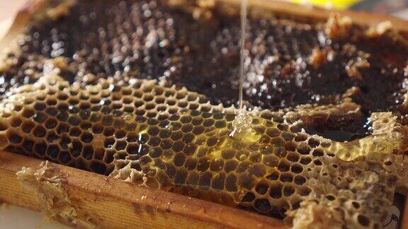 美味的蜂蜜倒在蜂巢框架上的特写蜂巢在桌子上养蜂养蜂养蜂