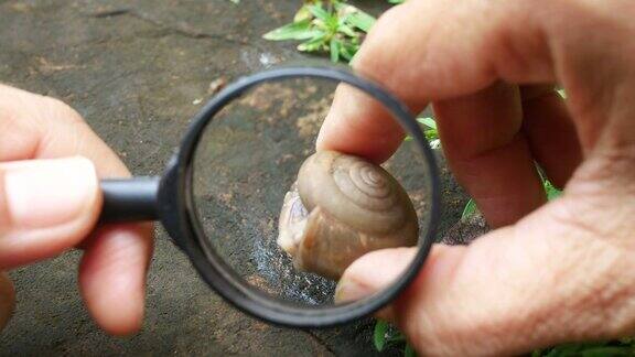 学生用放大镜在叶子上看到一只蜗牛