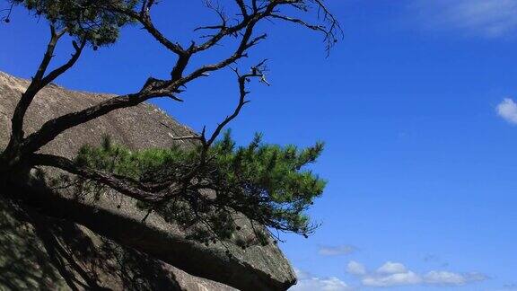 韩国庆山万年松上的岩石
