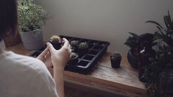 一名年轻女子正在整理仙人掌花盆