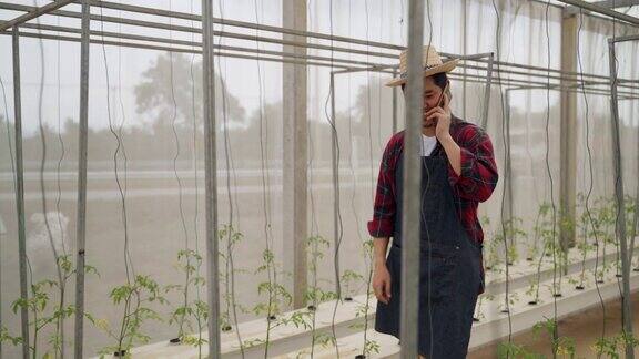 温室番茄农场的业主是现代农民