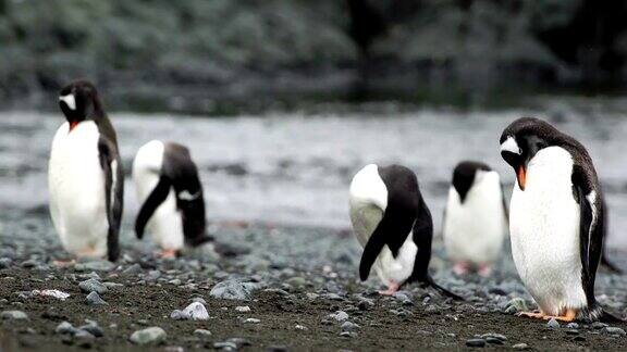 南极海滩上的帽带企鹅
