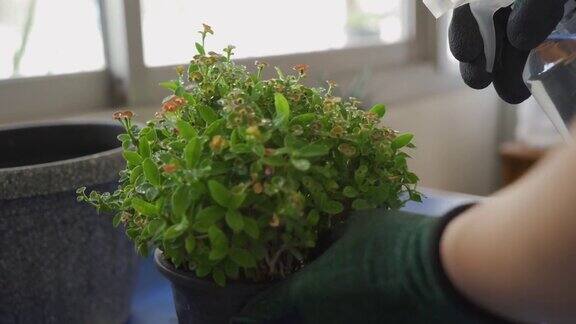 近距离女子使用喷雾瓶浇植物