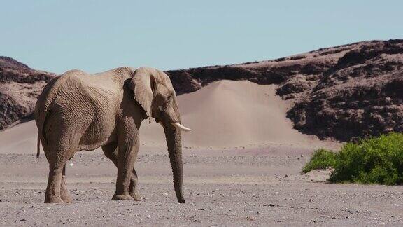 一个沙漠象公牛的4K后视镜站在干旱的沙漠景观霍阿尼布山谷纳米比亚沙漠纳米比亚