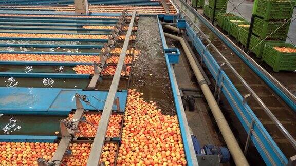 大型苹果加工厂内部苹果在水槽中通过某种水传送带运输