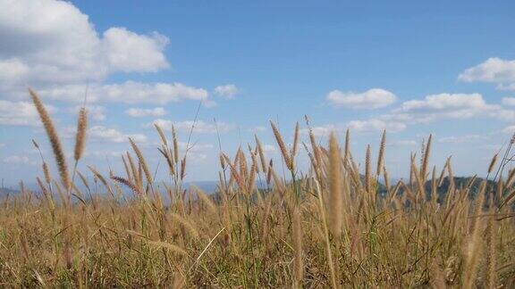 成熟的麦田黄色的田野和美丽的多云蓝天山上