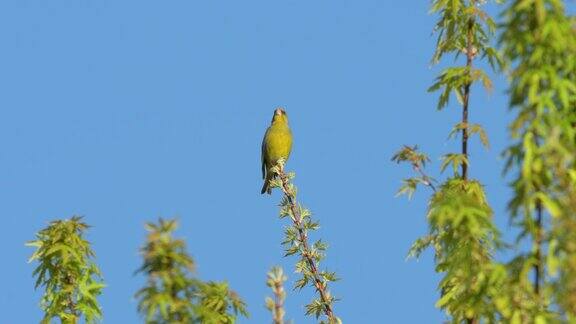 坐在树顶上唱歌的欧洲小金翅雀
