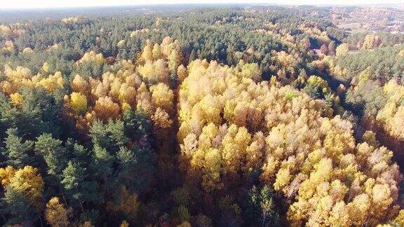 秋季森林航拍