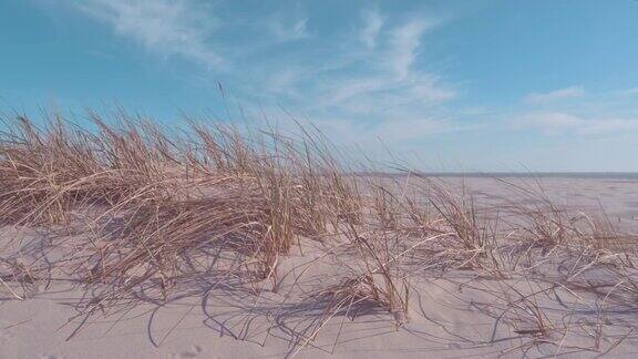 沙滩上的沙丘草