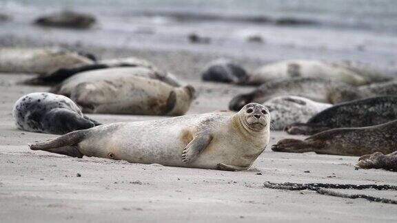 海豹在北海的海滩上休息