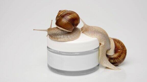 一罐化妆霜上有两只蜗牛爬到罐子上靠近