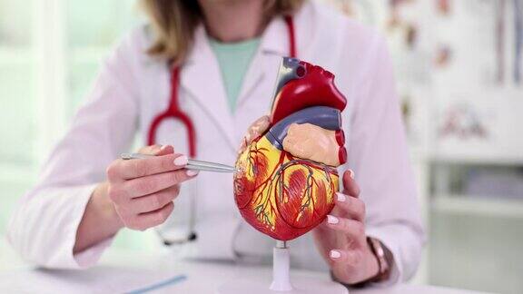心脏病专家医生在模型的人工特写中展示心脏的结构