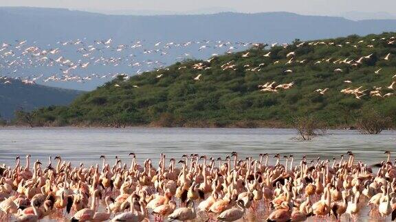 肯尼亚博戈里亚湖海岸线上的火烈鸟