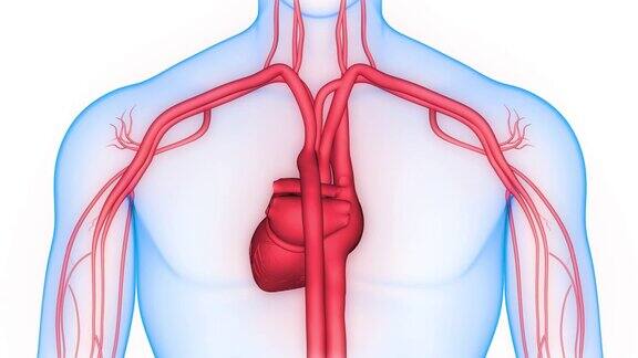 人体循环系统心脏跳动解剖动画概念
