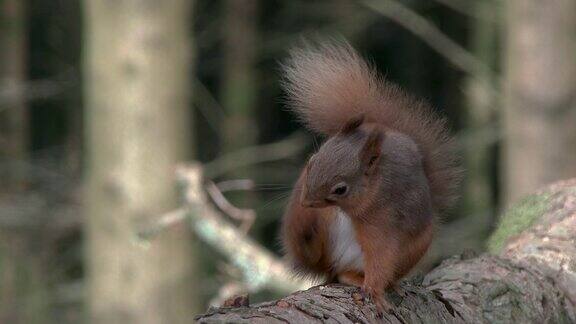 红松鼠在苏格兰的森林里抓挠自己