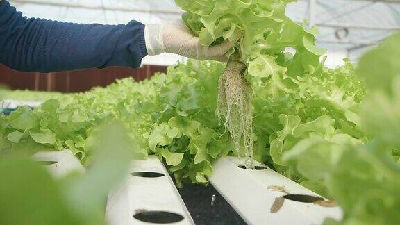 在温室里种植绿色沙拉和蔬菜的水培法园丁们精心照料有机蔬菜