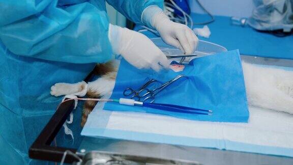 手术后兽医缝合猫的胃组织