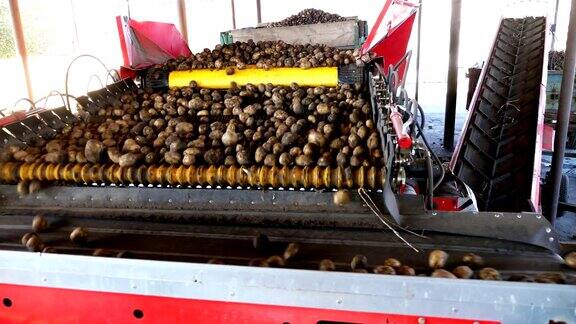 农场中马铃薯分选的特殊机械化过程土豆卸在传送带上进行分类然后放入木箱包装农业生产部门