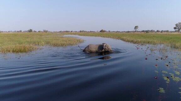 空中的特写镜头一头大象游过奥卡万戈三角洲的一条河