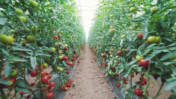温室里的番茄生产