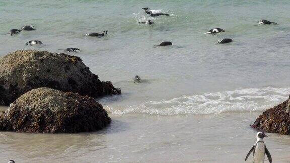 一群非洲企鹅其中一只去游泳在南非开普半岛的博尔德斯海滩