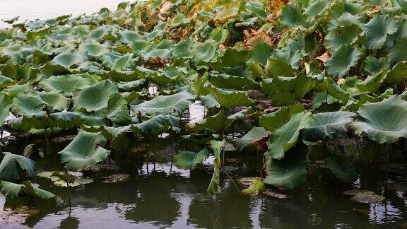 西湖上大片荷叶在秋风中摇曳