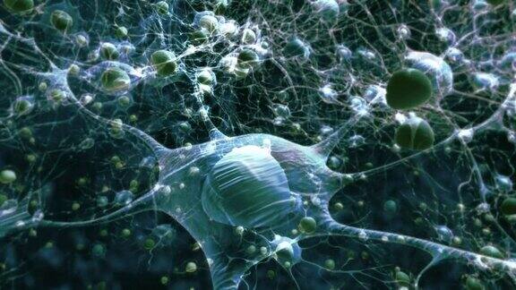 大脑中的神经元活动
