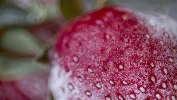 白霜草莓