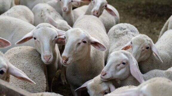 羊群农场里的羊