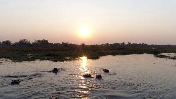 剪影日落近景鸟瞰一群河马在河流中游泳在奥卡万戈三角洲博茨瓦纳
