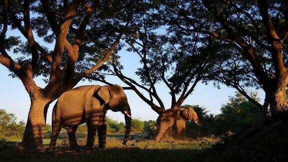 泰国素林的亚洲象