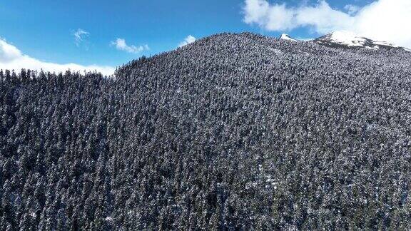美丽的雪山高海拔森林景观在西藏中国