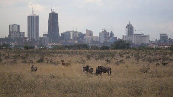 肯尼亚内罗毕地平线前的角马