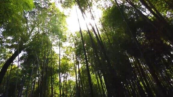 日本京都的岚山竹林