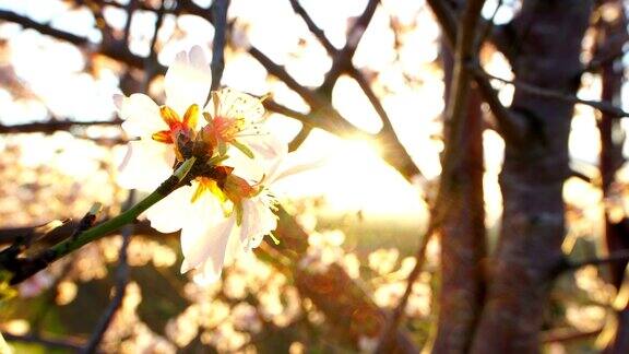午后阳光下的杏花